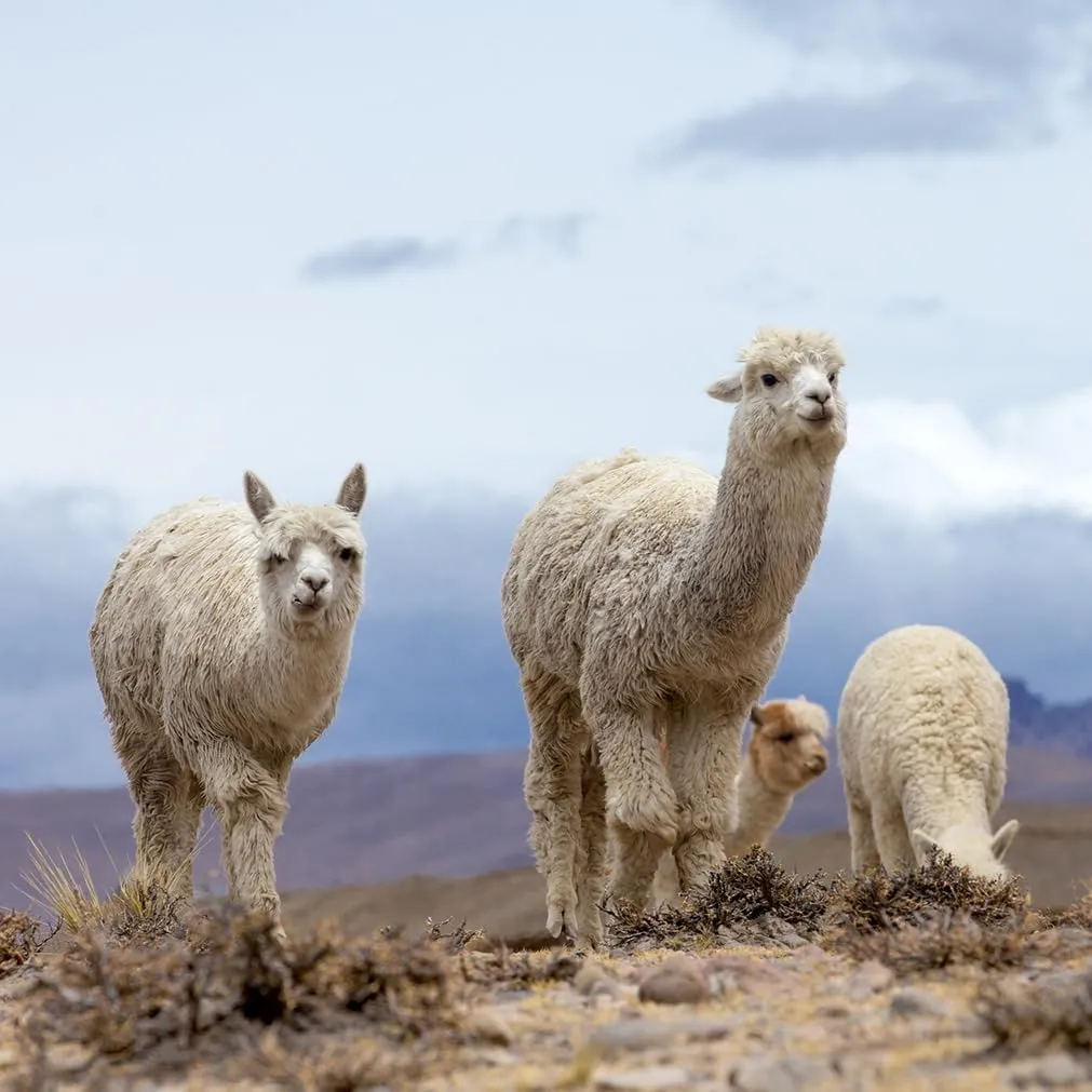 WARRIOR ALPACA SOCKS - Unisex Ultimate Toasty Trekkers - Thick, Warm, Alpaca Socks For Men & Women to Wear with Shoes.